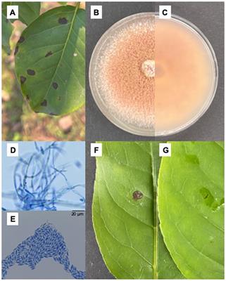 Identification of the Ilex macrocarpa anthracnose pathogen and the antifungal potential of the cell-free supernatant of Bacillus velezensis against Colletotrichum fioriniae